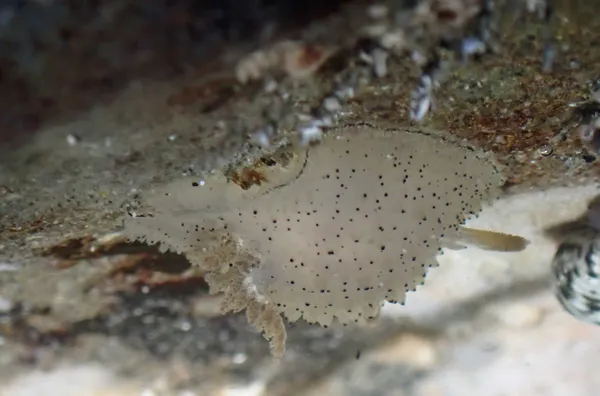 Acanthodoris rhodoceras