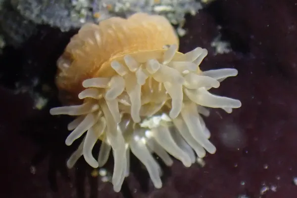Epiactis prolifera