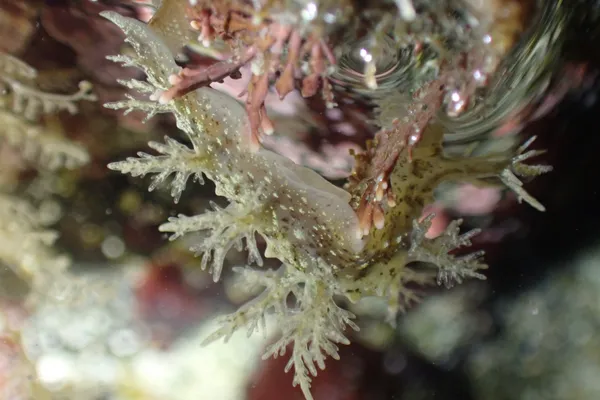 Dendronotus venustus