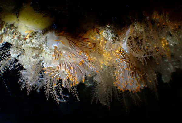 Hermissenda crassicornis