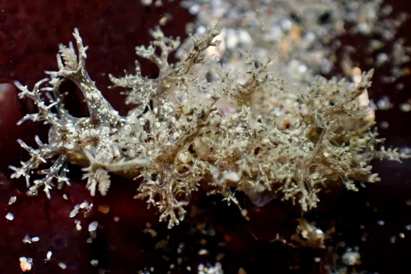 Dendronotus venustus