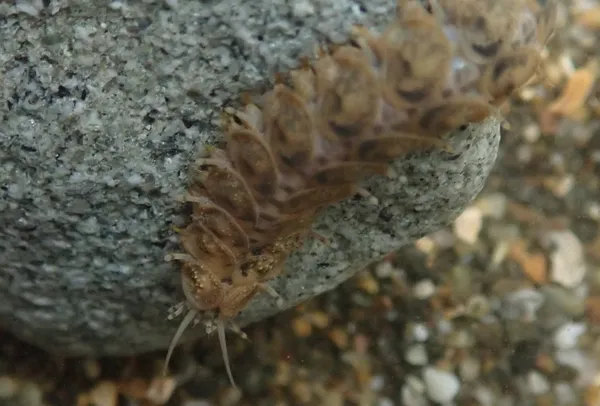 Halosydna brevisetosa; well, 11/18 of one, anyway