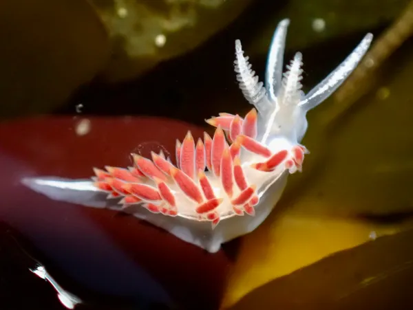 Coryphella trilineata