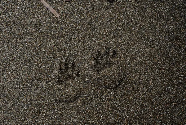 Not alone on the beach......