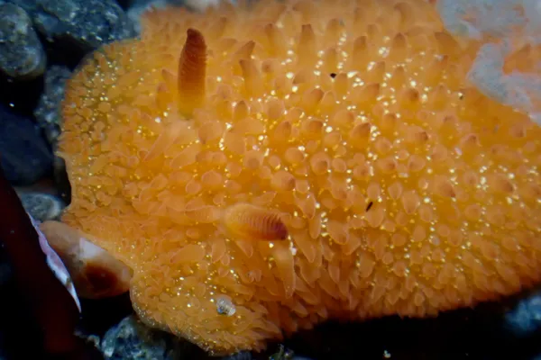 Marine life photograph