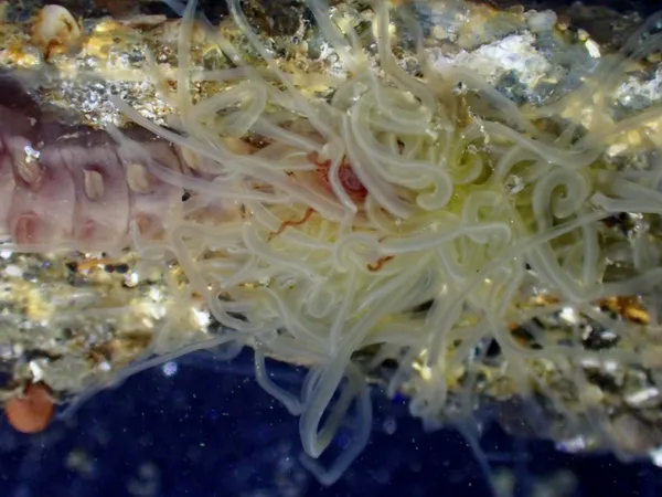 Thelepus crispus (maybe)