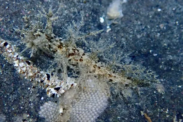 Dendronotus venustus