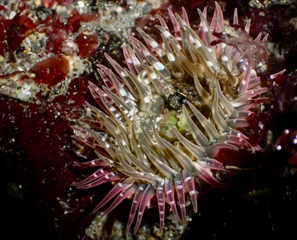 Anthopleura artemisia