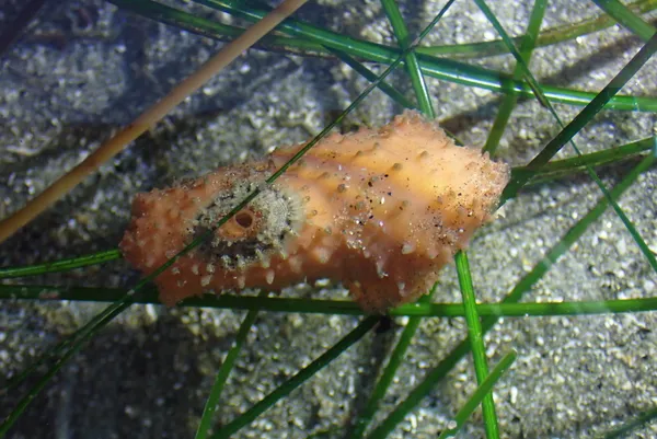 Fissurellidea bimaculata