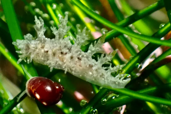 Dendronotus venustus