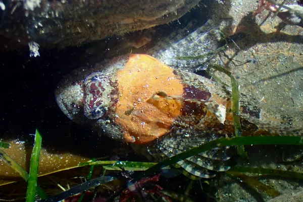 Genus Artedius: thanks to socal_angling for ID