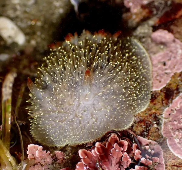 Acanthodoris nanaimoensis
