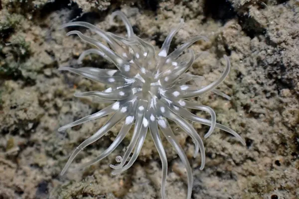 Marine life photograph