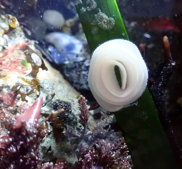 Marine life photograph