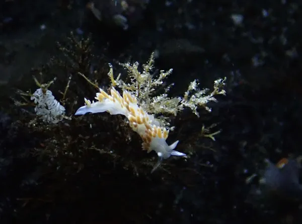 Flabellina trilineata and eggs