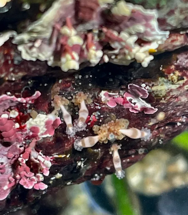 Hydrocoryne bodegensis; thanks to J. Goddard for ID