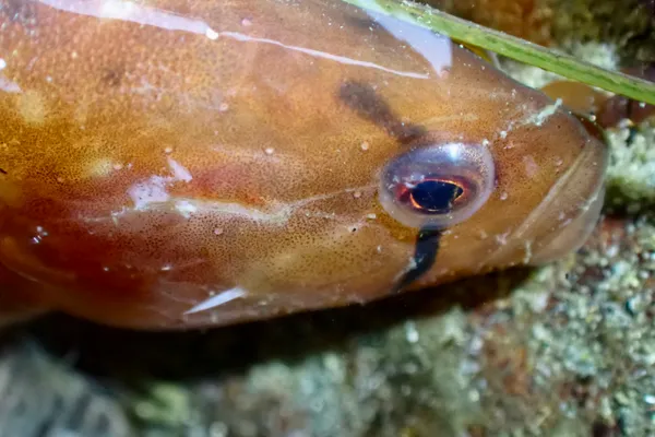 Apodichthys flavidus