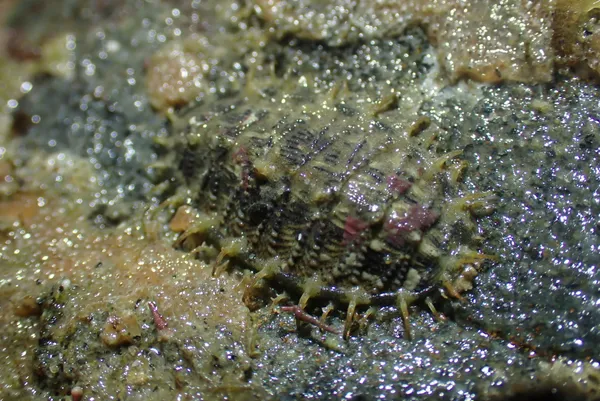 Mopalia porifera