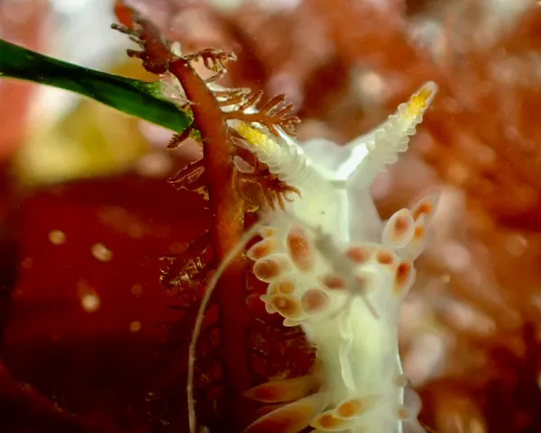 Coryphella trilineata