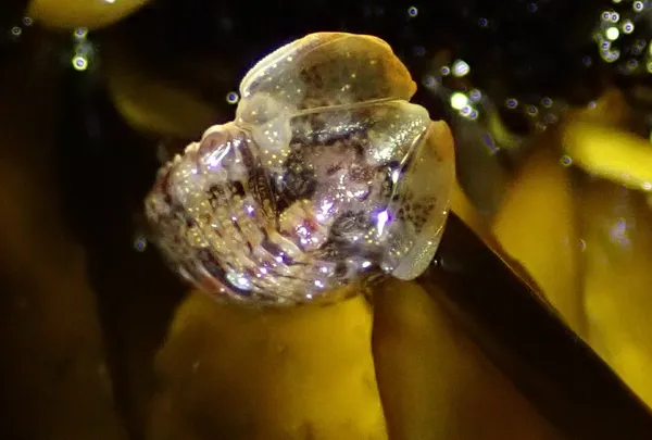 Exosphaeroma amplicauda; thanks to R. Wetzer for help with ID