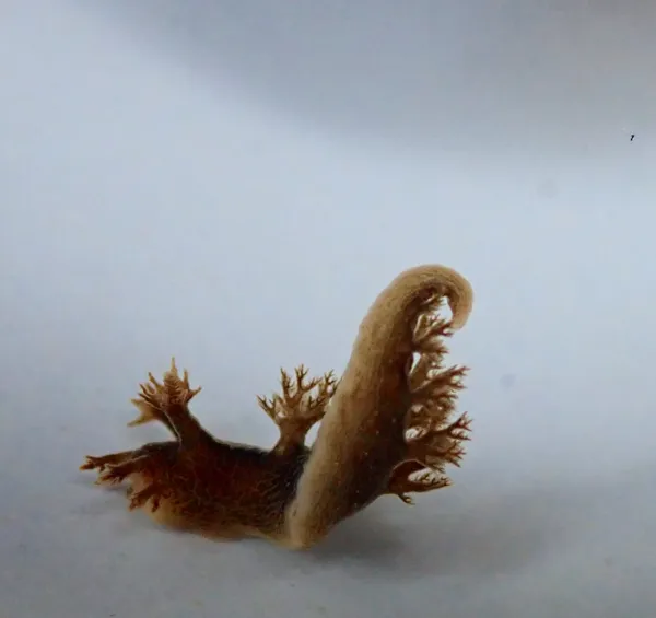 Dendronotus subramosus