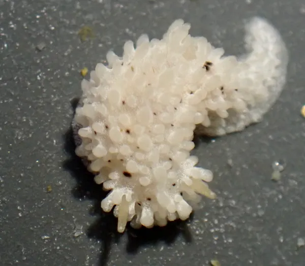 Aegires albopunctatus