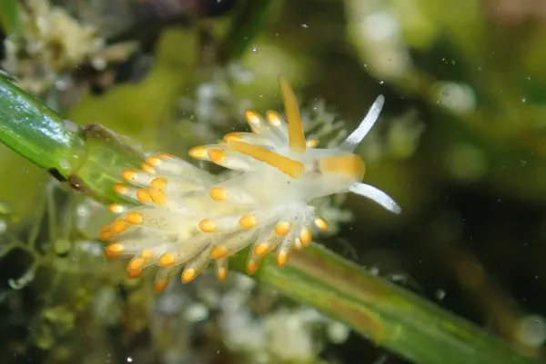 Diaphoreolis lagunae