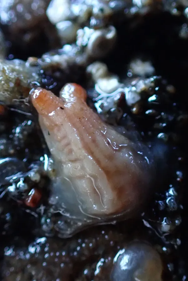 some kinda tunicate? alien brain?