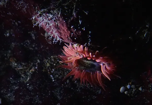 Marine life photograph