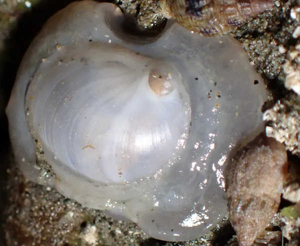 Marsenina rhombica; thanks to J. Sones and J. Goddard for ID