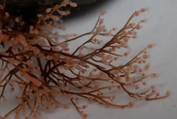 Eudendrium californicum