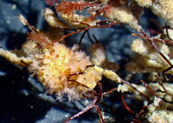 hydroids