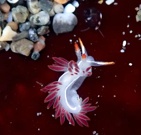 Orienthella trilineata