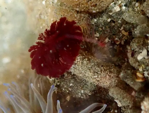 poss. Eudistylia polymorpha