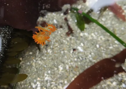 Marine life photograph