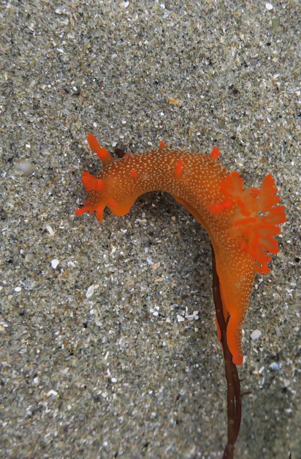 Triopha maculata, 12/12/2016