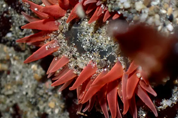Anthopleura artemisia