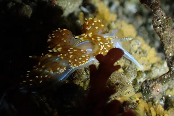 Hermissenda opalescens