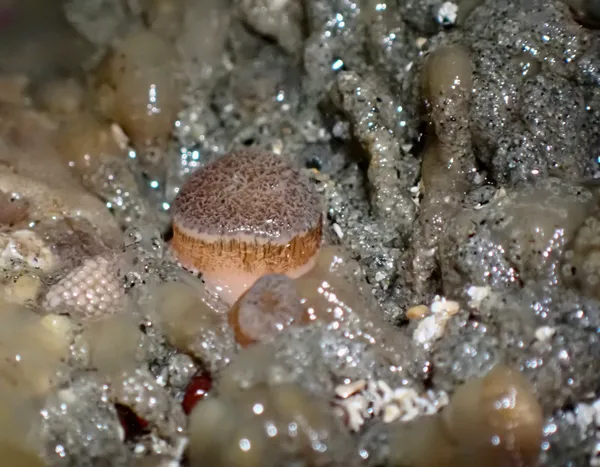 Petricola carditoides; thanks to T. Everest for ID