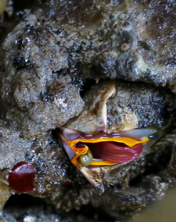 Barnacle, looking weird