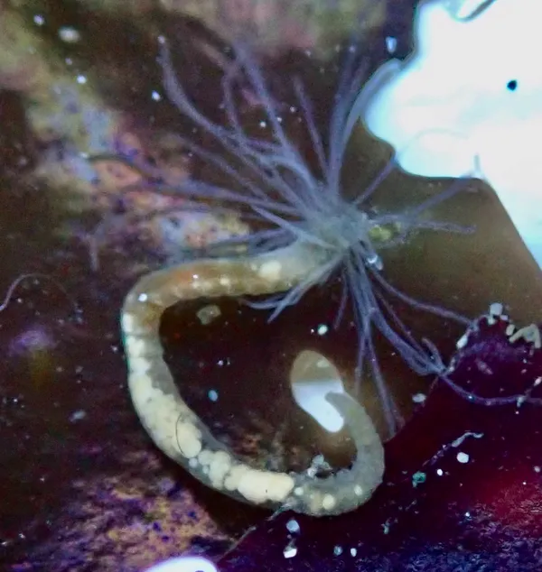 Ramex californiensis