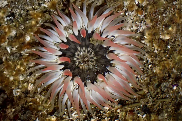 Anthopleura artemisia