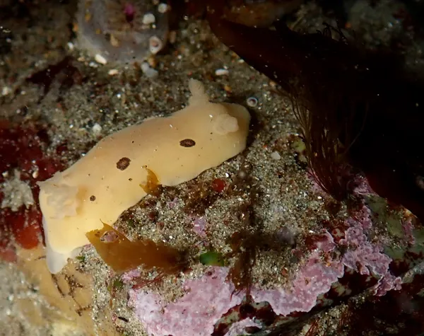 Diaulula sandiegensis