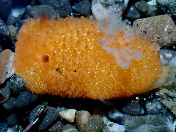 Acanthodoris lutea