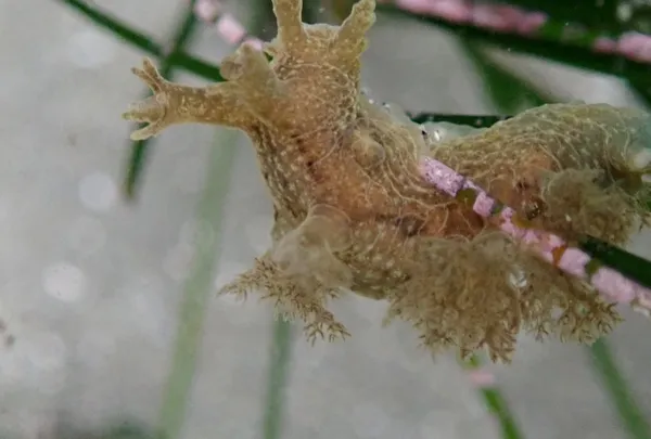 Dendronotus subramosus