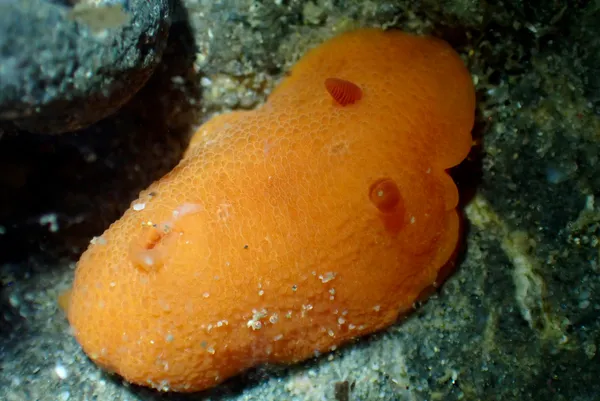 Aldisa sanguinea