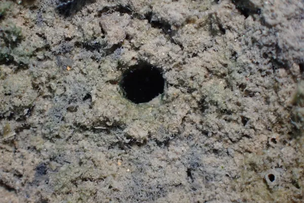 Marine life photograph