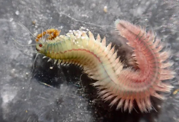 Platynereis bicanaliculata