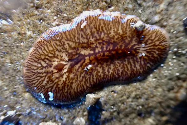 Hylocelis californica