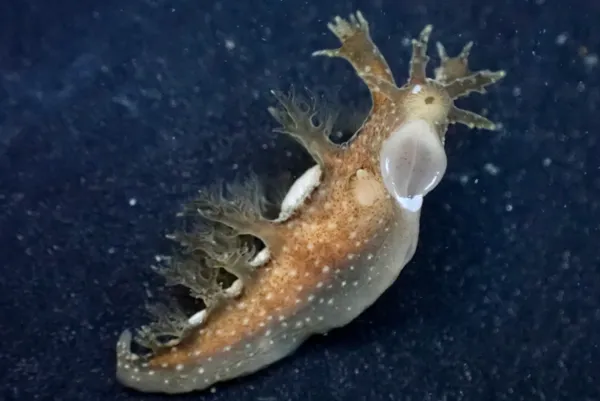 Dendronotus subramosus